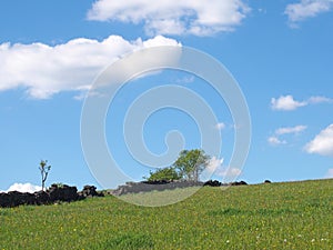 bright green grass meadow covered in spring flowers on a hillside with crumbling old stone wall trees and blue sunny sky