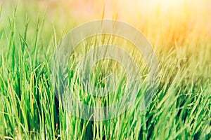 Bright green grass nature background