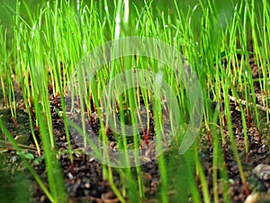 Bright green grass sprouts macro image