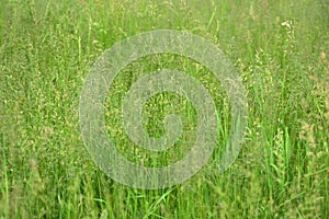 Bright green grass in a summer meadow closeup. Natural background