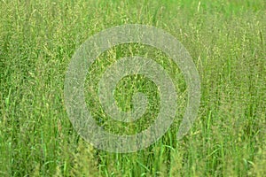 Bright green grass in a summer meadow closeup. Natural background