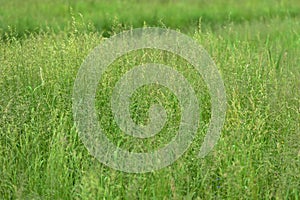 Bright green grass in a summer meadow closeup. Natural background