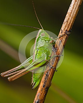A bright green grasshopper crawls down a dry stem