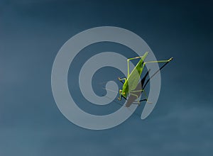 A bright green grasshopper with long hind legs and a pair of thread-like antennae.