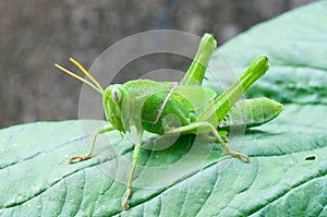 Bright green grasshopper