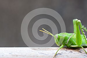 Bright green grasshopper