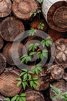 Bright green ivy bush on a stack from old woodblocks