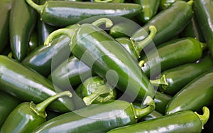 Bright Green Jalapeno Peppers photo