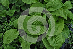 Bright green large leaves hosta after rain