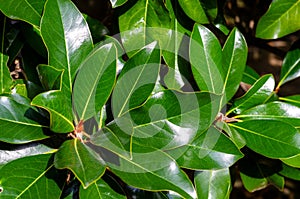 Bright green large leaves of magnolia with a glint of sunlight