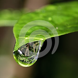 Bright green leaf with big reflective raindrop
