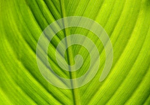 Green leaf, close up abstract background