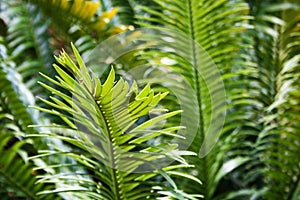 BRIGHT GREEN LEAF ON A CYCAD TREE