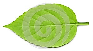 Bright green leaf displayed against a white background. The leaf is ovate in shape