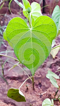 Bright green leaf images, nature stock photo