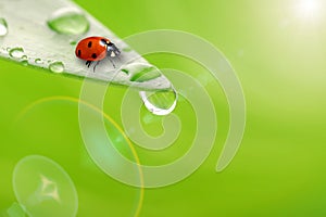 Bright green leaf with ladybug and water drop