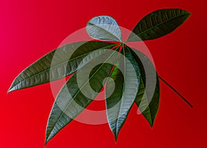 Bright  green leaf Pachira aquatica  on a red background. Guiana chestnut or money tree