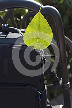 Bright green leaf with veins on backpack