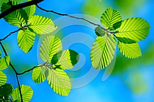 Bright green leafs