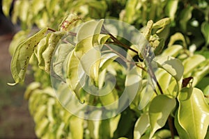 Bright Green Leafs