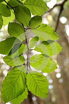 Bright green leafs