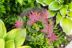 Bright green leafs of hosta and pink red Astilbe flowers