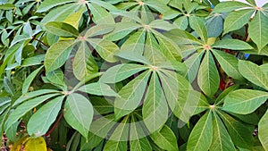 Bright green leafs in natural soft light.