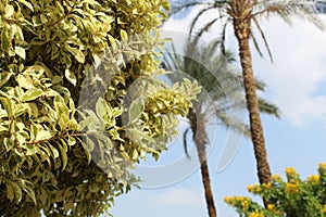 Bright Green Leafs and palms