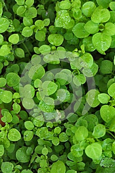 Bright green leafs with shiny dew drops.Beautiful botany background with copy space