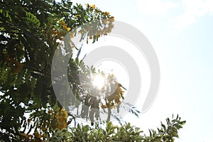 Bright Green Leafs and sunny sky