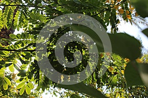 Bright Green Leafs and sunny sky