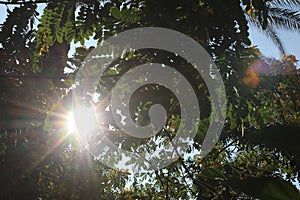 Bright Green Leafs and sunny sky