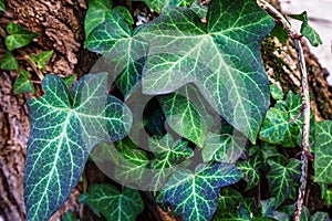 Bright green leafs wrapped around tree.