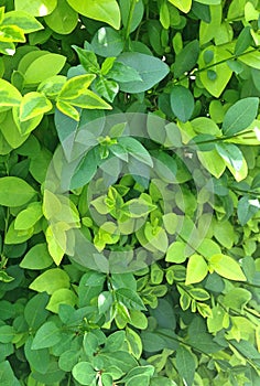 Bright green leaves of a bush