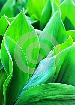 Bright green leaves close up abstract artistic background, fresh foliage macro backdrop, botanical floral pattern, nature purity