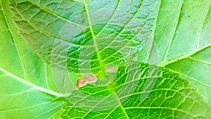 Bright Green Leaves Closeups