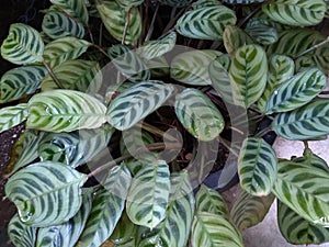Bright green leaves with dark green stripes of Shadow plant, Calathea Leopardina