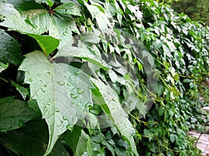 Bright green leaves of decorative ivy with dew drops entwine the fence