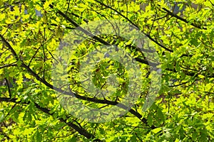 Bright green leaves of the dentate oak, quercus dentata, in the bright rays of the spring sun