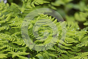 Bright green leaves of a fern