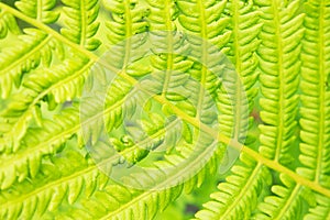 Bright green leaves of a fern