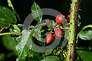 Bright Green Leaves and Red Rose Hips