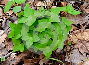 Bright green leaves of a sharp lobed hepatica plant emerging in spring. photo
