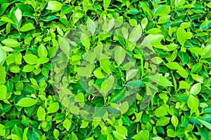 Bright green leaves. Summer background