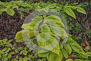 Bright Green Leaves of Summer Closeup