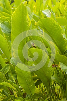 Bright Green Leaves