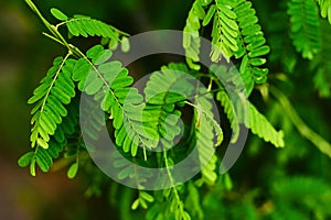 Bright green leaves of a tropical plant close-up with selective focus