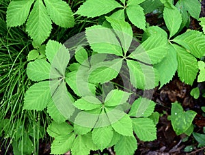 Bright green leaves of a Virginia creeper plant in a forest.