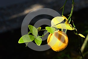Bright green leaves and vivid yellow fruit of Bitter Orange tree