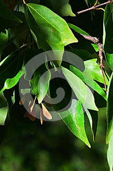 Bright green leaves and winged samara seeds of Trident maple tree, latin name Acer buergerianum, native tree of eastern China